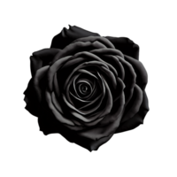 Close up macro photo of black rose transparent isolated png