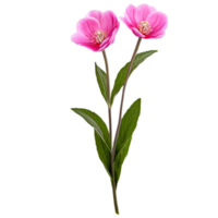 schließen oben Makro Foto von Rosa Frühling Blume mit Blätter transparent isoliert png