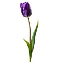 cerca arriba macro foto de púrpura tulipán flor con hojas transparente aislado png