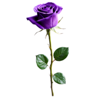Close up macro photo of purple rose with leaves transparent isolated png