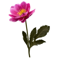 Close up macro photo of pink spring flower with leaves transparent isolated png