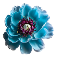 Close up macro photo of turquoise peony flower transparent isolated png