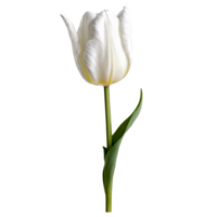 Close up macro photo of white tulip flower with leaves transparent isolated png