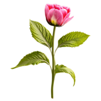 Close up macro photo of pink spring flower with leaves transparent isolated png