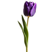 Close up macro photo of purple tulip flower with leaves transparent isolated png