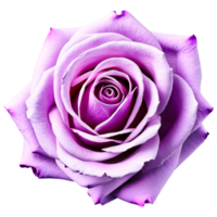 Close up macro photo of violet rose transparent isolated png