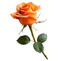 Close up macro photo of orange rose with thorns and leaves transparent isolated png