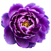 Close up macro photo of purple peony flower transparent isolated png