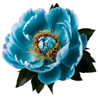 Close up macro photo of turquoise peony flower with leaves transparent isolated png