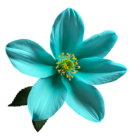 Close up macro photo of turquoise spring flower with leaves transparent isolated png