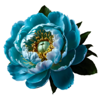 Close up macro photo of turquoise peony flower with leaves transparent isolated png