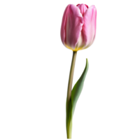 dichtbij omhoog macro foto van roze tulp bloem met bladeren transparant geïsoleerd png