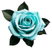 Close up macro photo of turquoise rose with leaves transparent isolated png