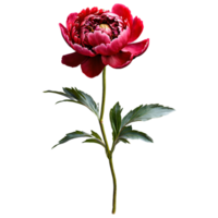 Close up macro photo of red peony flower with stem and leaves transparent isolated png