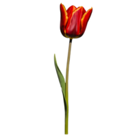 stänga upp makro Foto av röd tulpan blomma med löv transparent isolerat png