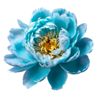 Close up macro photo of turquoise peony flower transparent isolated png