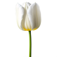 Close up macro photo of white tulip flower transparent isolated png