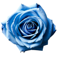 Close up macro photo of blue rose transparent isolated png