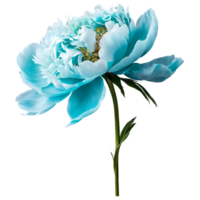 Close up macro photo of turquoise peony flower with stem transparent isolated png