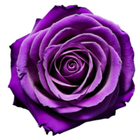 proche en haut macro photo de violet Rose transparent isolé png