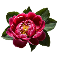 Close up macro photo of red peony flower with leaves transparent isolated png