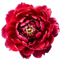 Close up macro photo of red peony flower transparent isolated png