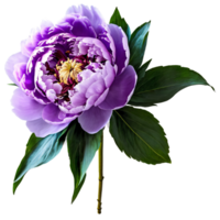 Close up macro photo of purple peony flower with stem and leaves, transparent isolated png