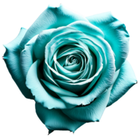 Close up macro photo of turquoise rose transparent isolated png