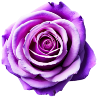 Close up macro photo of violet rose transparent isolated png