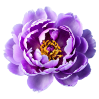 Close up macro photo of purple peony flower transparent isolated png