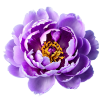 dichtbij omhoog macro foto van Purper pioen bloem transparant geïsoleerd png