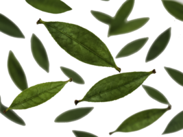 Transparent flying spread green tea. Fresh Green Leaves Isolated on a transparent Background. png