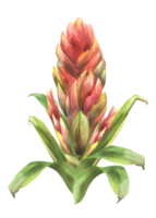 Tropical bromeliad flower, home plant. Living plants exotic red southern bud with leaves, jungle greenery floral clipart. Watercolor botanical hand drawn illustration. png