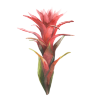 Tropical bromeliad flower, home plant. House plants exotic red bromeliaceae bud with leaf, iungle tropical floral Clipart. Watercolor hand drawn illustration for printing. background. png