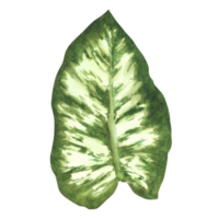 tropical Calathea folhas selva plantas. casa plantas Calathea folha, exótico tropical folhagem. aguarela mão desenhado ilustração. casa floral selva para cumprimento cartão imprimir. isolado branco fundo. png