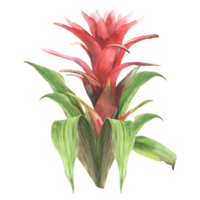 Tropical bromeliad flower, home plant. Living plants exotic red southern bud with leaf, jungle greenery floral clipart. Watercolor botanical hand drawn illustration. Isolated white background. png