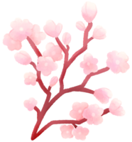Cherry blossom water color cartoon style hand drawn illustration sakura png