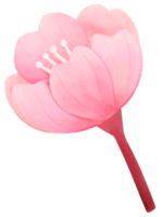 cereja Flor água cor desenho animado estilo mão desenhado ilustração sakura png