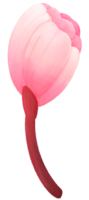 cereja Flor água cor desenho animado estilo mão desenhado ilustração sakura png