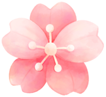 cereja Flor água cor desenho animado estilo mão desenhado ilustração sakura png