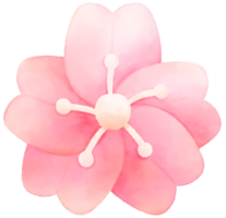 cereja Flor água cor desenho animado estilo mão desenhado ilustração sakura png