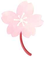 Cherry blossom water color cartoon style hand drawn illustration sakura png