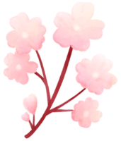 Cherry blossom water color cartoon style hand drawn illustration sakura png