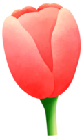 tulipas pintura vermelho tulipa água cor desenho animado estilo mão desenhado ilustração sakura png