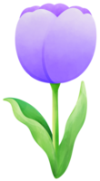 Tulips painting purple tulip water color cartoon style hand drawn illustration sakura png