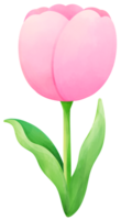 Tulips painting pink tulip water color cartoon style hand drawn illustration sakura png