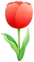 Tulpen Gemälde rot Tulpe Wasser Farbe Karikatur Stil Hand gezeichnet Illustration Sakura png