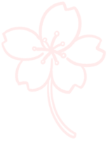Cerise fleur lineart contour dessin animé style main tiré illustration Sakura png