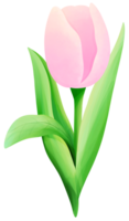 Tulips painting pink tulip water color cartoon style hand drawn illustration sakura png