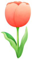 tulipas pintura laranja tulipa água cor desenho animado estilo mão desenhado ilustração sakura png